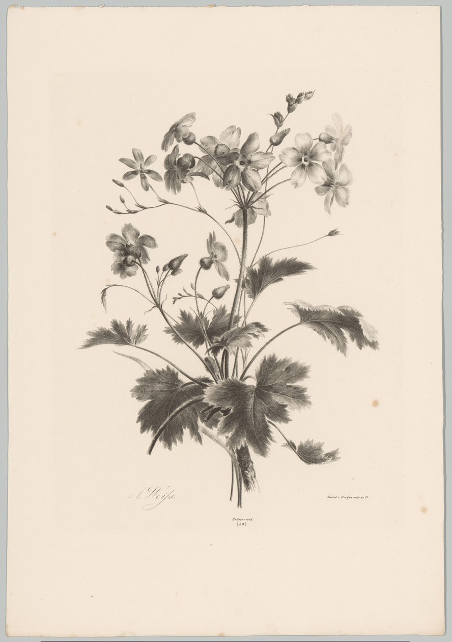 Blumen mit Dornen von Anton Weiss