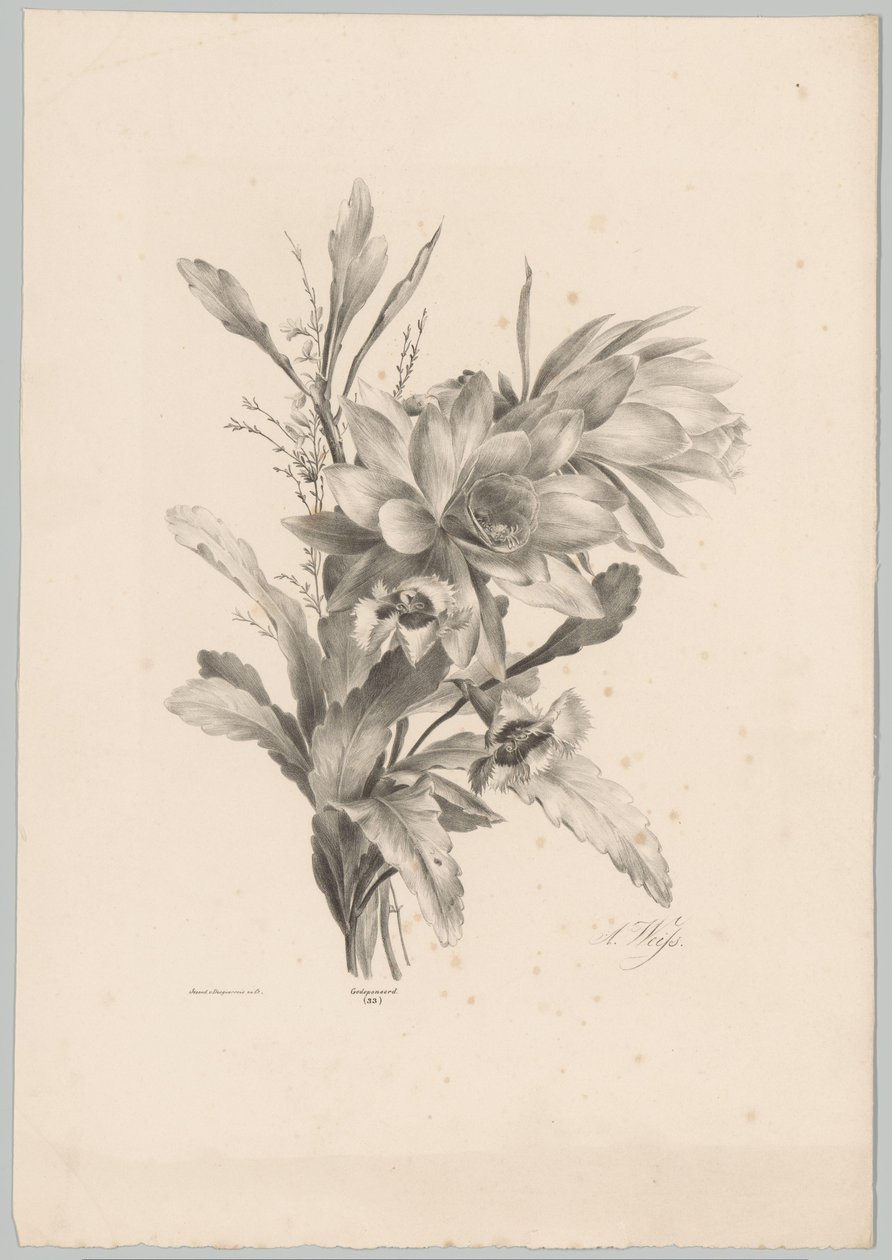 Verschiedene Blumen von Anton Weiss