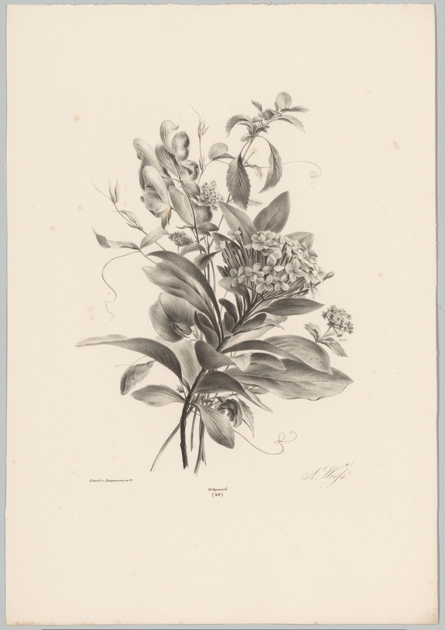 Hortensien und andere Blumen von Anton Weiss