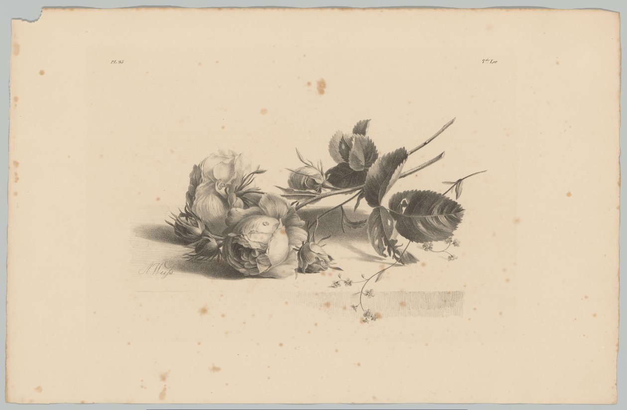 Rosen (Blumen- und Fruchtstudien, 3. Folge) von Anton Weiss