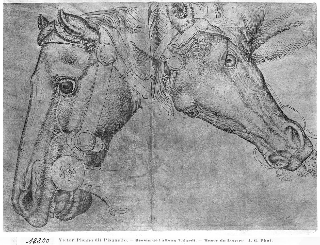 Pferdeköpfe, aus dem Vallardi-Album von Antonio Pisanello