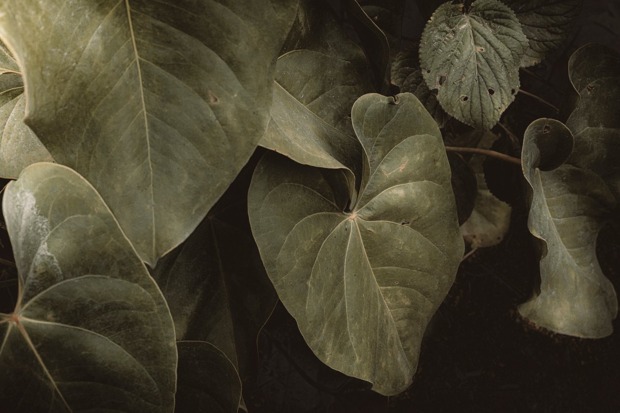 Anthurium Andraeanum, XVI e, Petrópolis, Rio de Janeiro, Brasilien, 2025 von Antonio Schubert