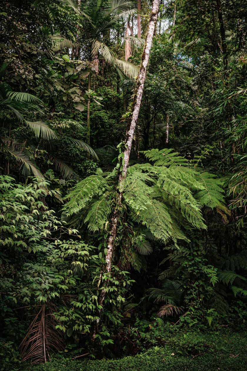 Mantiqueira XXXIV, 2015 von Antonio Schubert