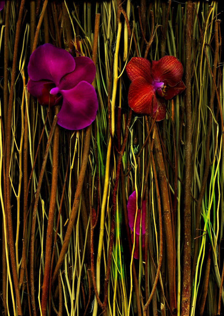 Blüten Nr. 2, 2014 von Antonius Antonius