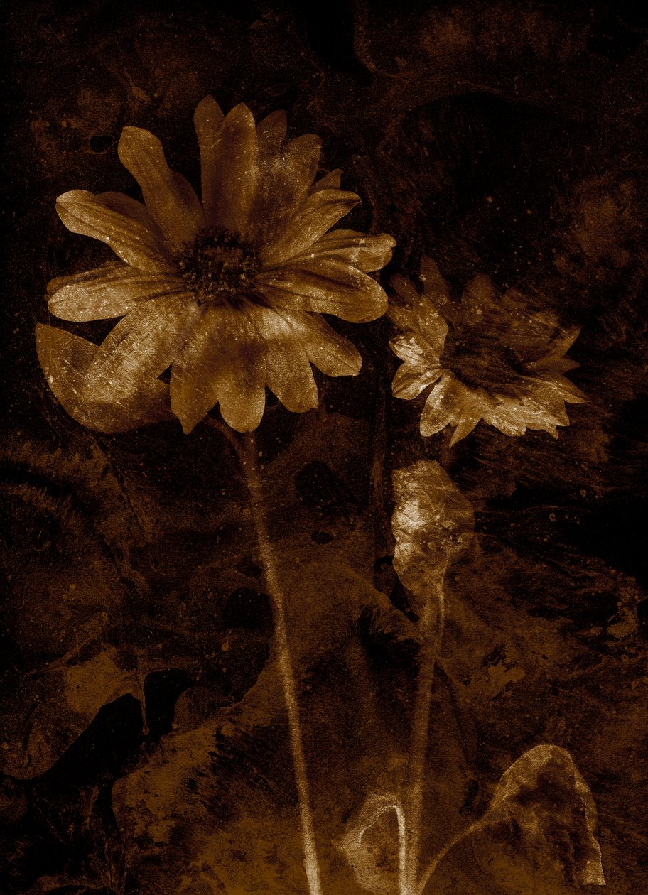 Blume von Antonius Antonius