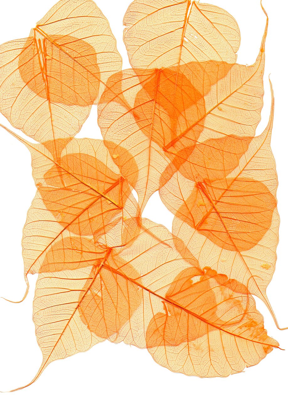 Blattwerk von Antonius Antonius