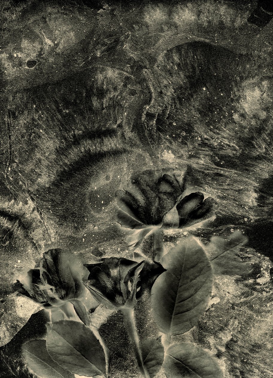 Mono Rosen von Antonius Antonius