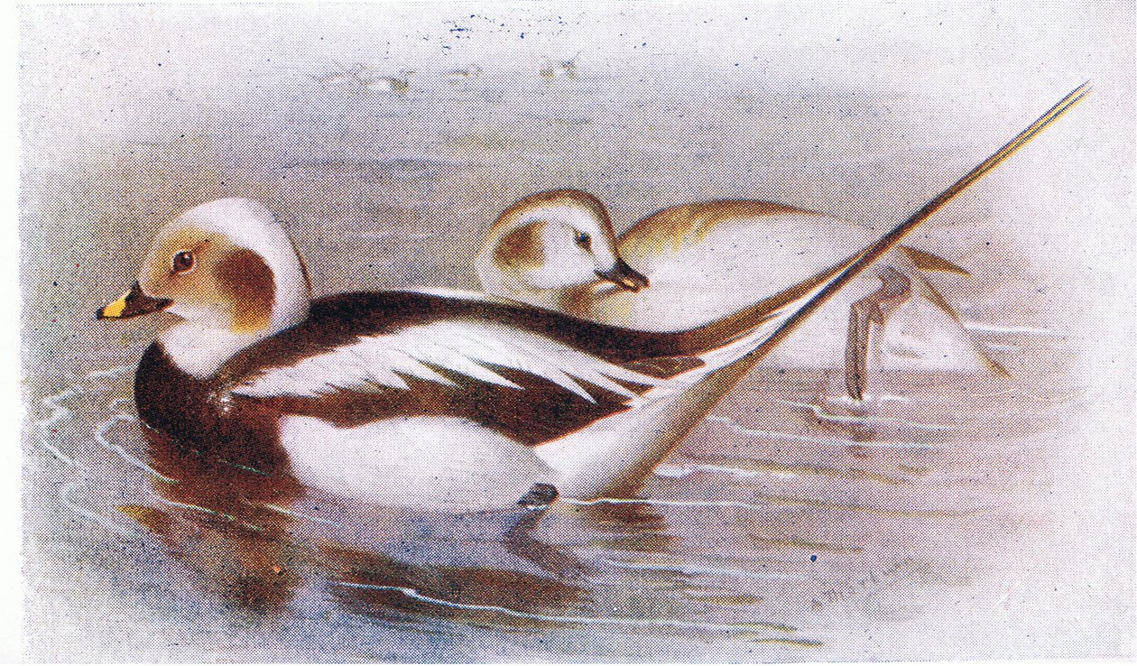 Langschwanzente von Archibald Thorburn