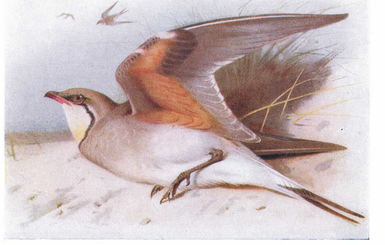 Kragenpratincole, aus Vögel der Britischen Inseln und ihre Eier veröffentlicht von Frederick Warne & Co Ltd, 1958 von Archibald Thorburn