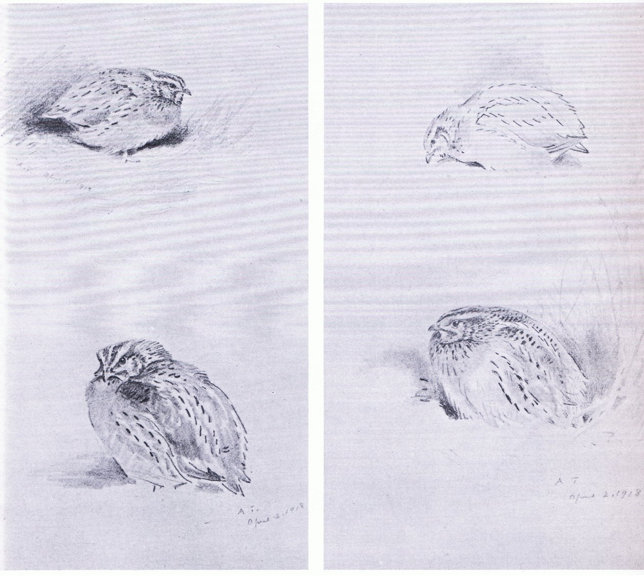 Rebhuhn und Wachtel, veröffentlicht von Book Club Associates von Archibald Thorburn