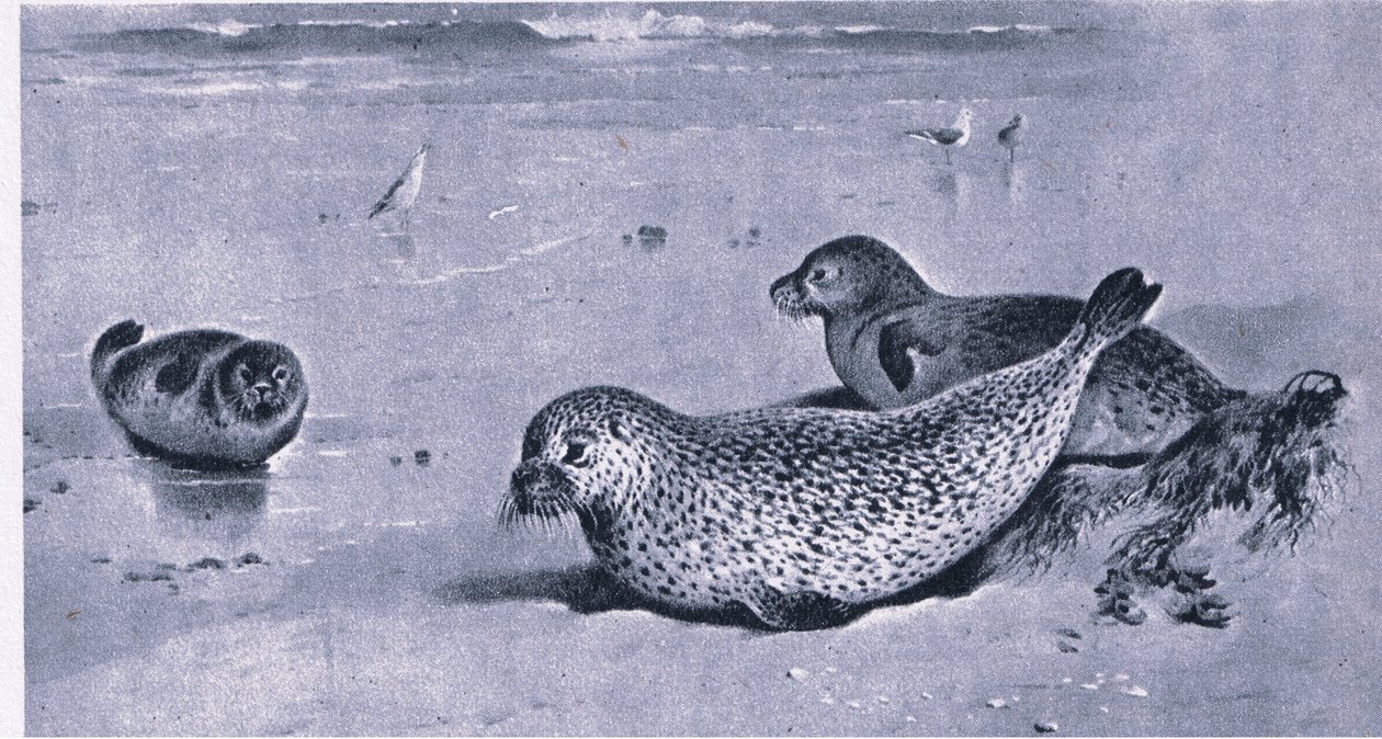 Gewöhnliche Robbe, Natur in Großbritannien von Archibald Thorburn