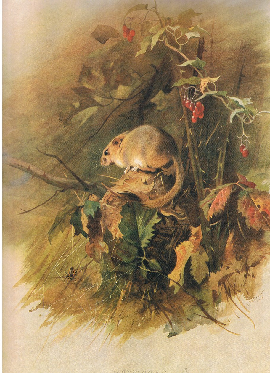 Siebenschläfer, aus Thorburns Säugetiere, veröffentlicht von Longmans and Co, ca. 1920 von Archibald Thorburn
