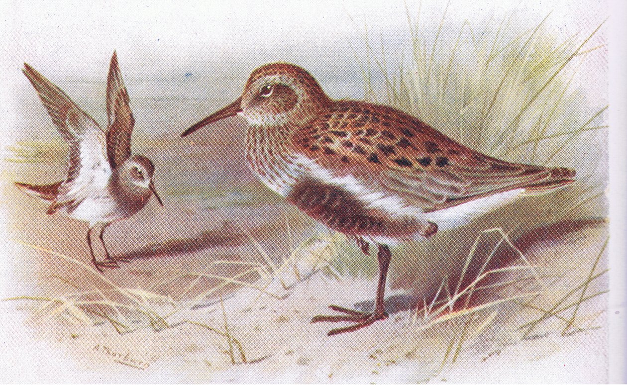 Alpenstrandläufer (Sommer und Winter), aus Vögel der Britischen Inseln und ihre Eier, veröffentlicht von Frederick Warne & Co Ltd, 1958 von Archibald Thorburn