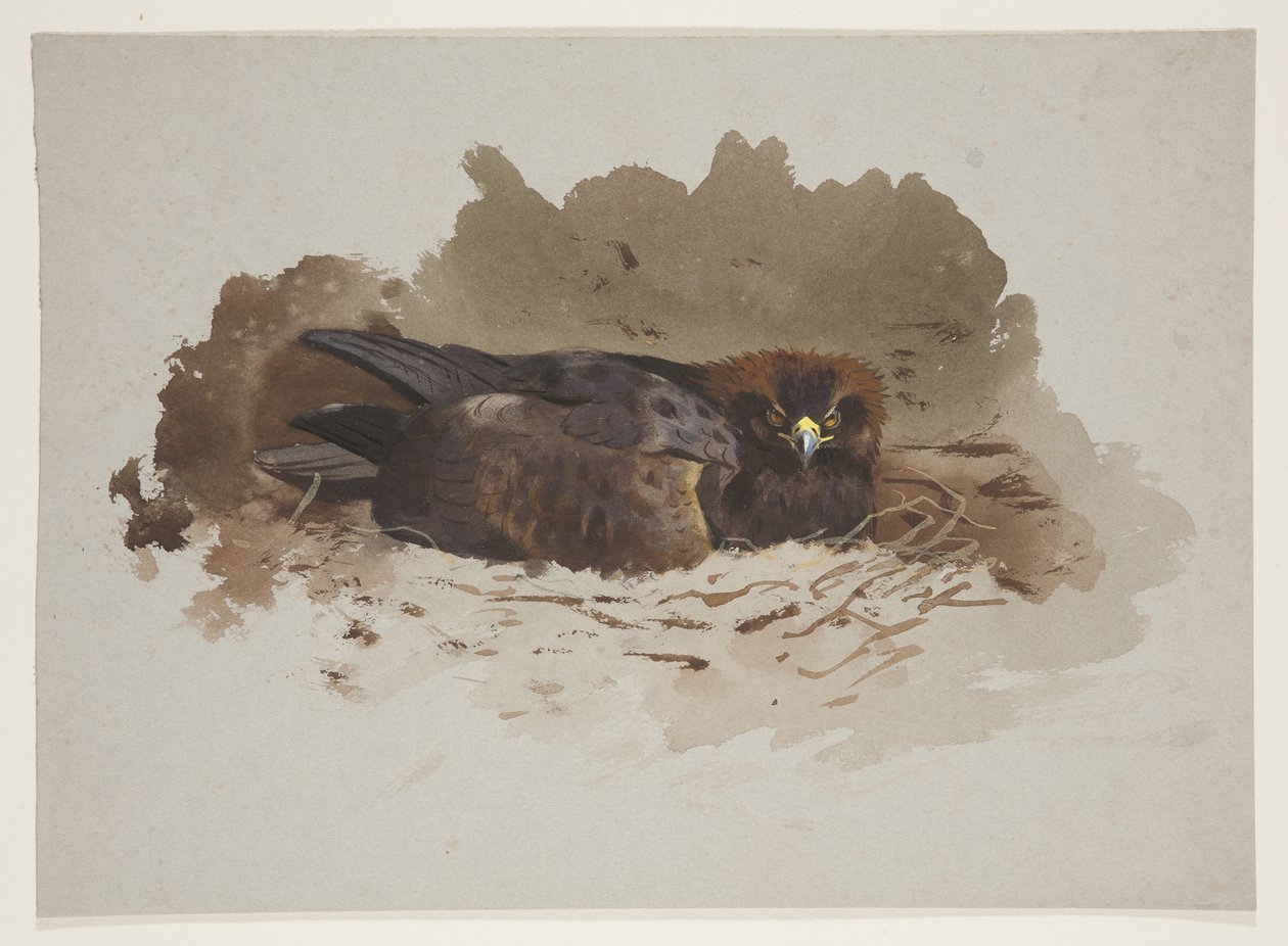 Adler im Nest, ca. 1915 von Archibald Thorburn
