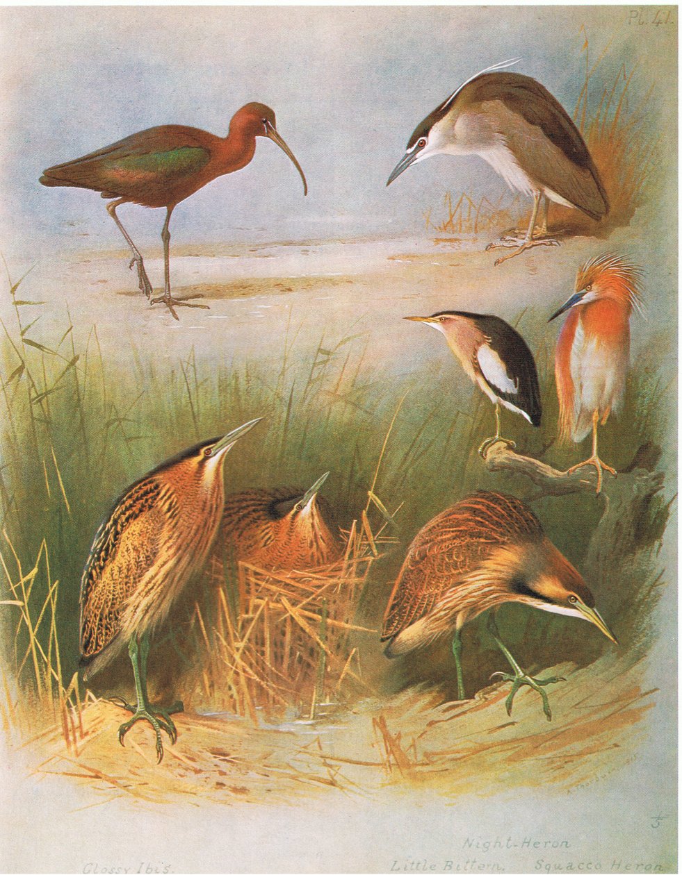 Glanzibis, Rohrdommel, Nachtreiher, Zwergdommel, Rallenreiher, Amerikanische Rohrdommel, veröffentlicht von Book Club Associates, 1972 von Archibald Thorburn