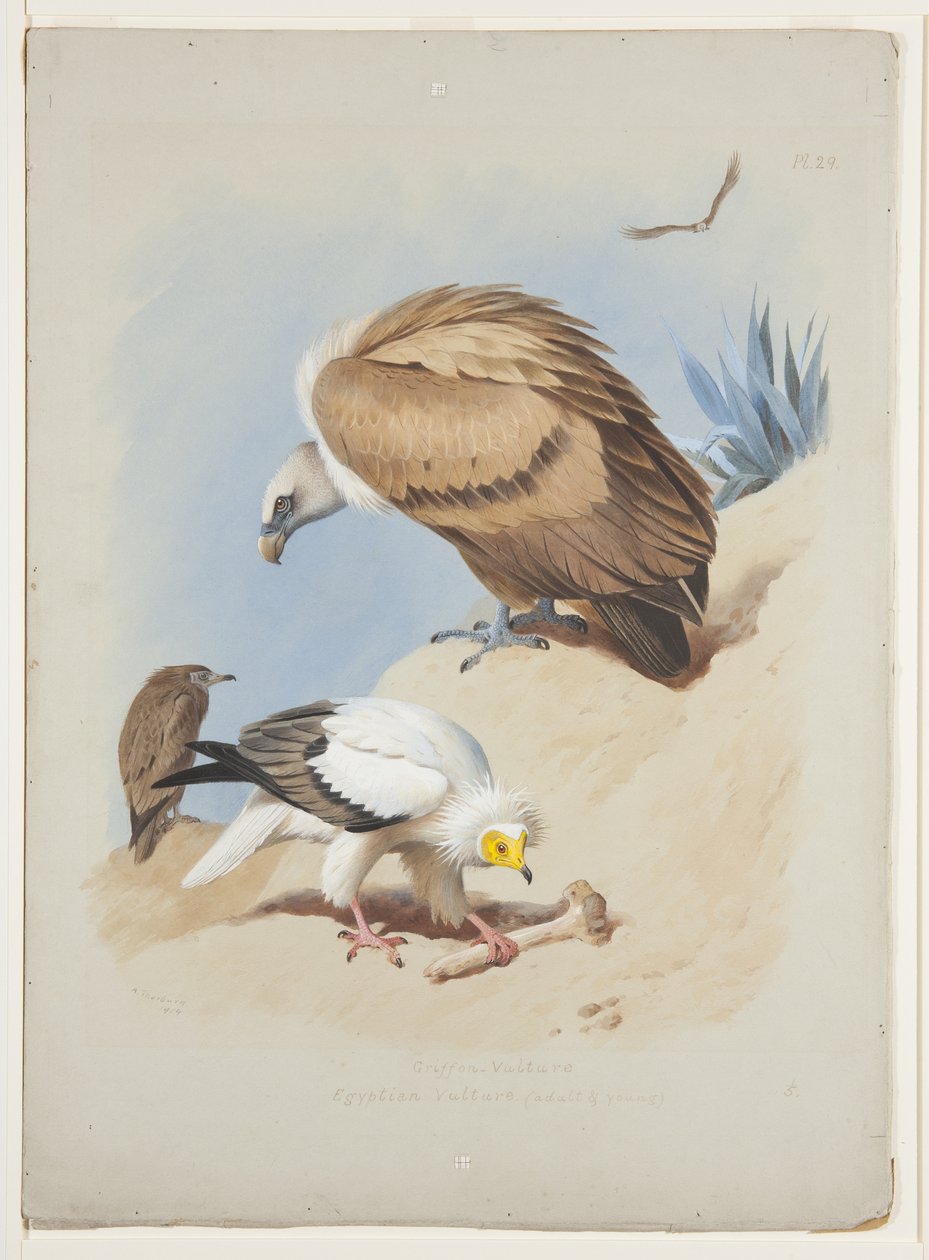 Gänsegeier und Schmutzgeier, ca. 1915 von Archibald Thorburn