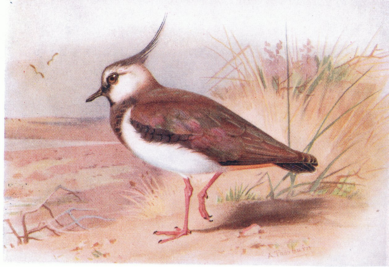 Kiebitz, aus Vögel der Britischen Inseln und ihre Eier veröffentlicht von Frederick Warne & Co Ltd, 1958 von Archibald Thorburn