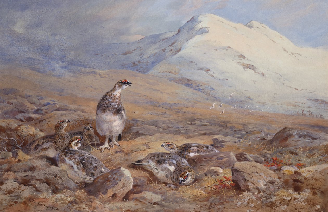 Auf dem Schneehuhngelände von Archibald Thorburn