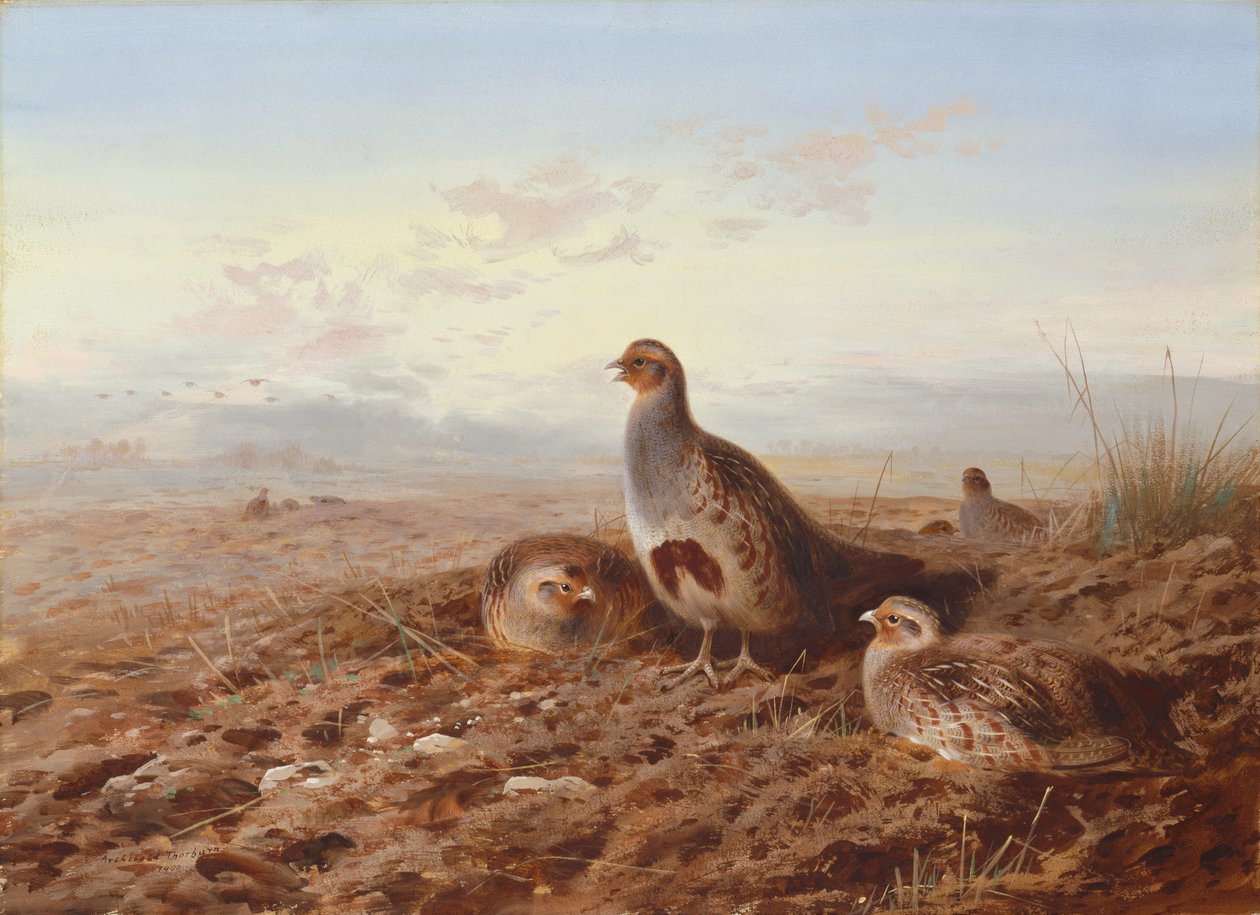 Rebhühner im Stoppelfeld von Archibald Thorburn