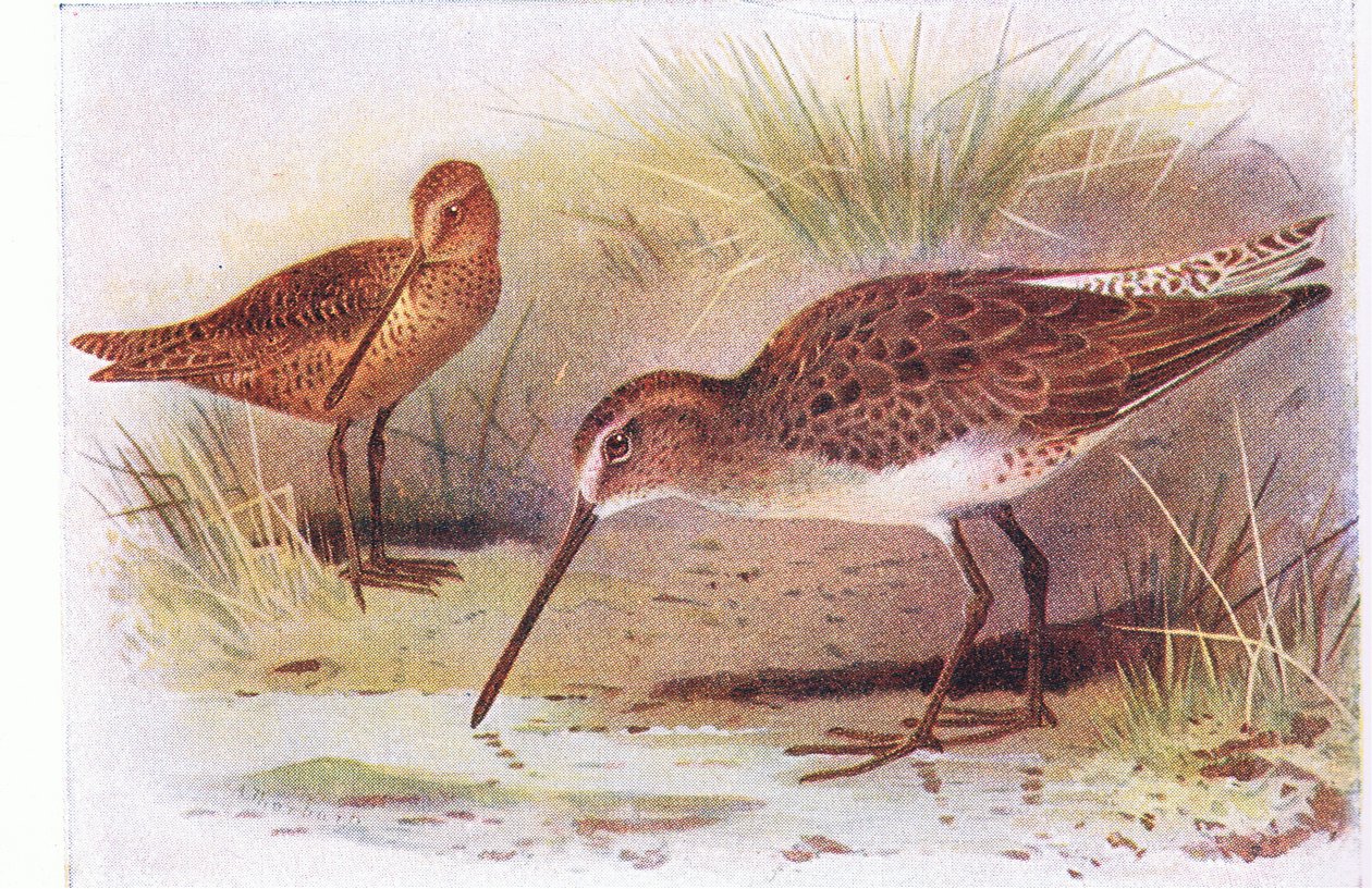 Rotschenkel, aus Vögel der Britischen Inseln und ihre Eier, veröffentlicht von Frederick Warne & Co Ltd, 1958 von Archibald Thorburn
