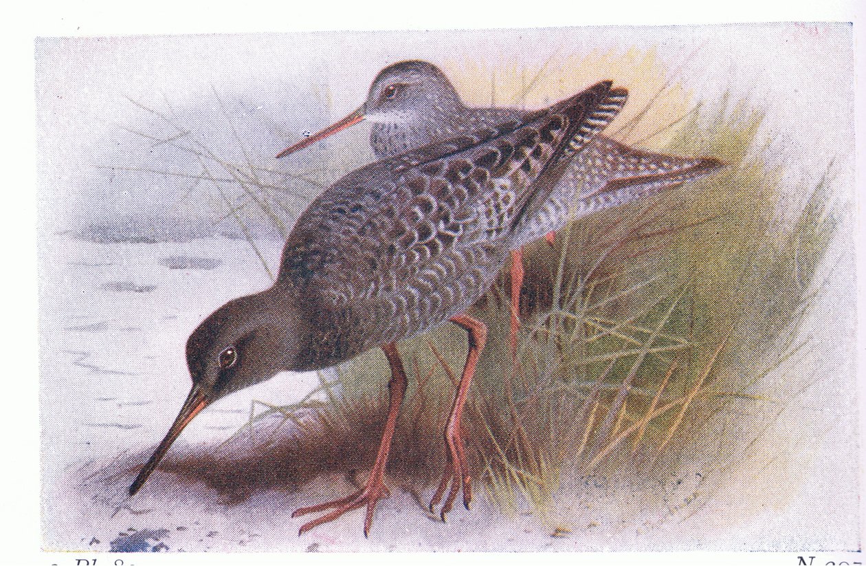 Dunkler Wasserläufer, aus Vögel der Britischen Inseln und ihre Eier veröffentlicht von Frederick Warne & Co Ltd, 1958 von Archibald Thorburn