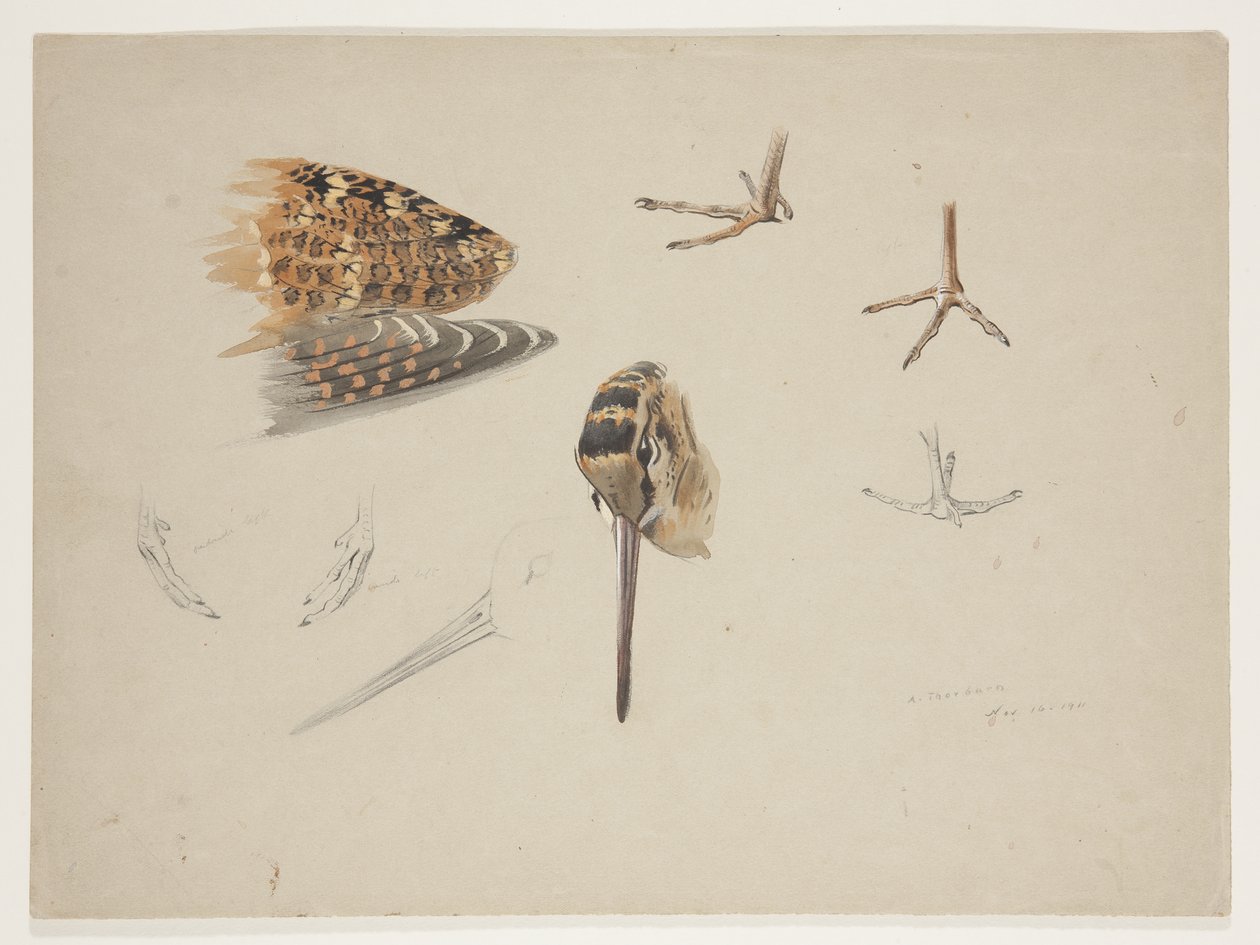 Schnabel, Füße und Flügel der Waldschnepfe, ca. 1915 von Archibald Thorburn