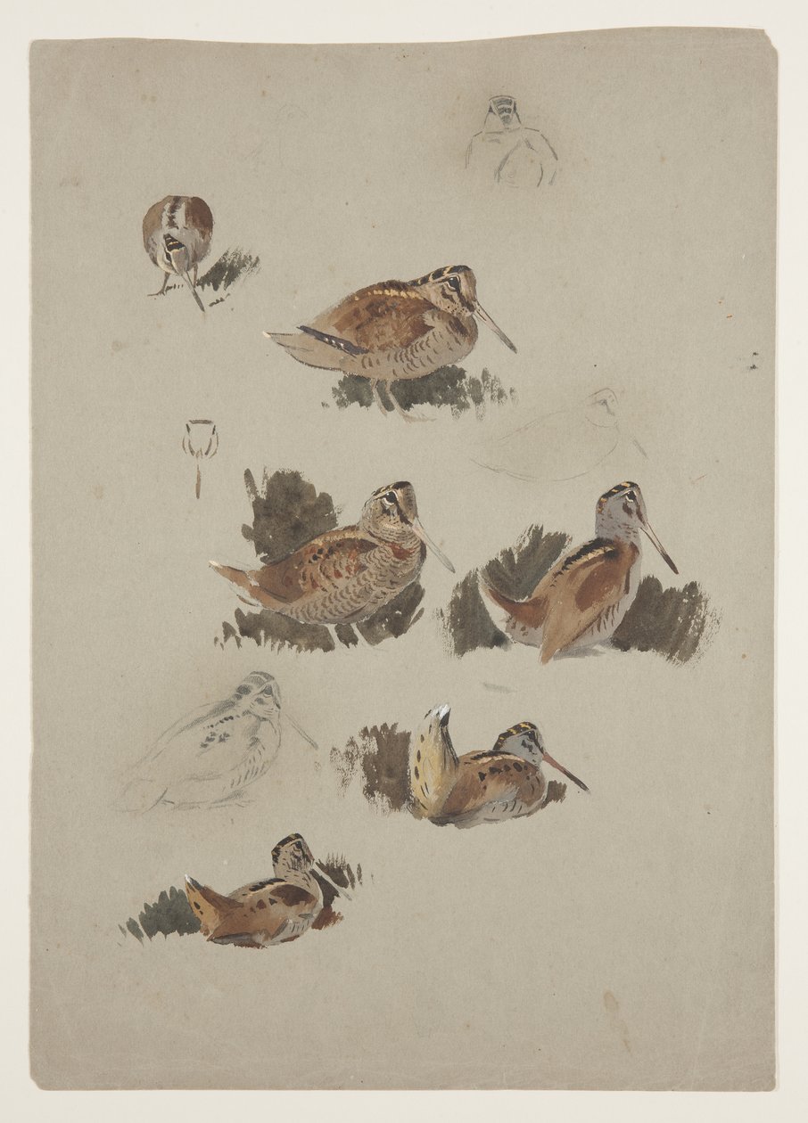 Waldschnepfe, ca. 1915 von Archibald Thorburn