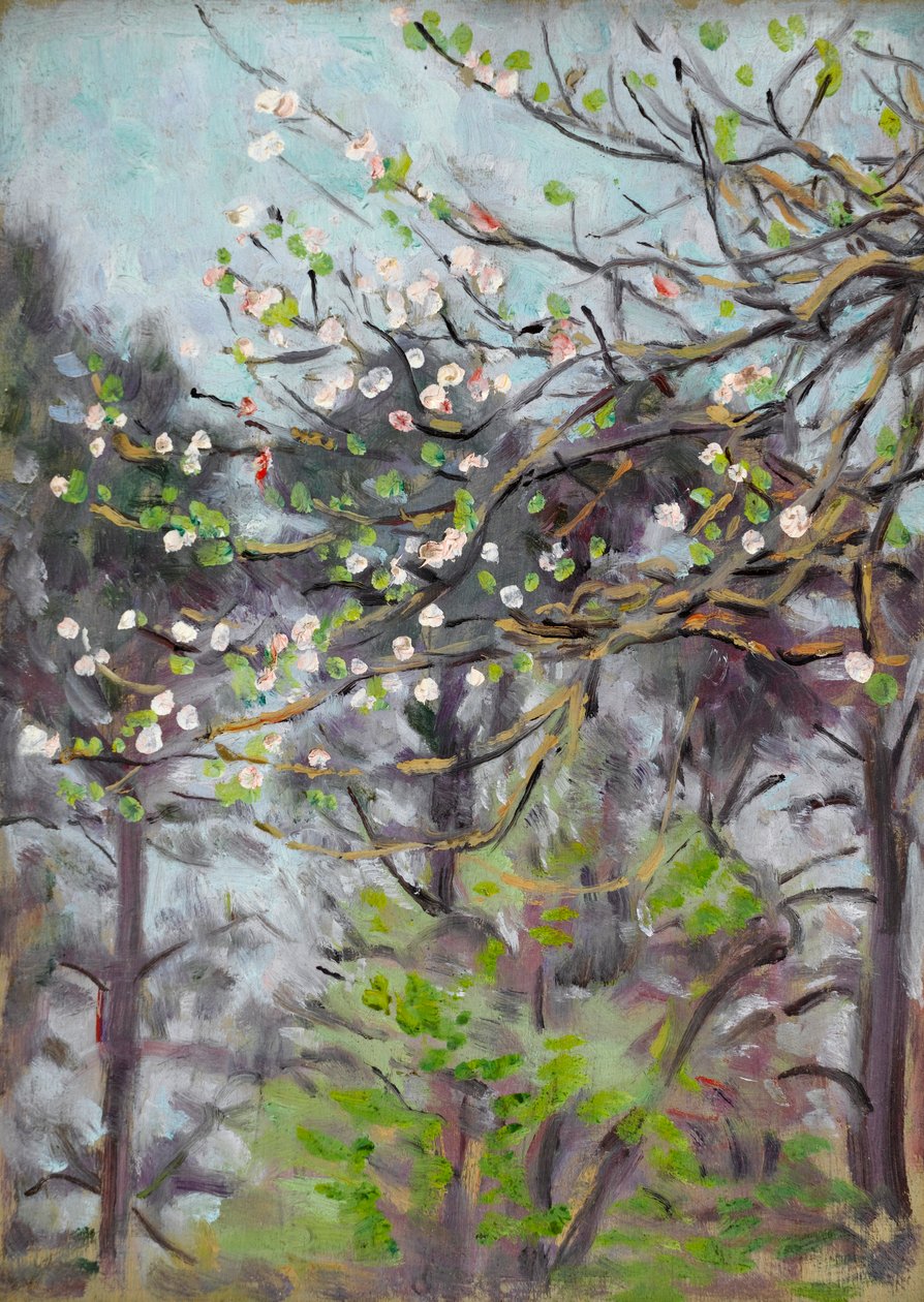 Kirschbaum in Blüte mit Kiefern im Hintergrund von Arthur Haythorne Studd