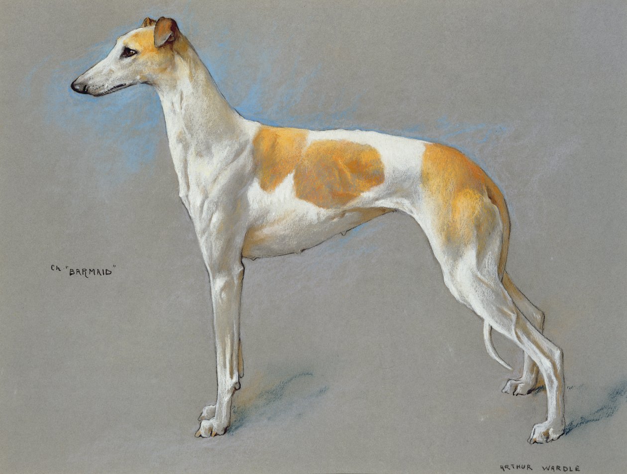 Die weiße und rehfarbene Champion-Greyhound-Hündin 