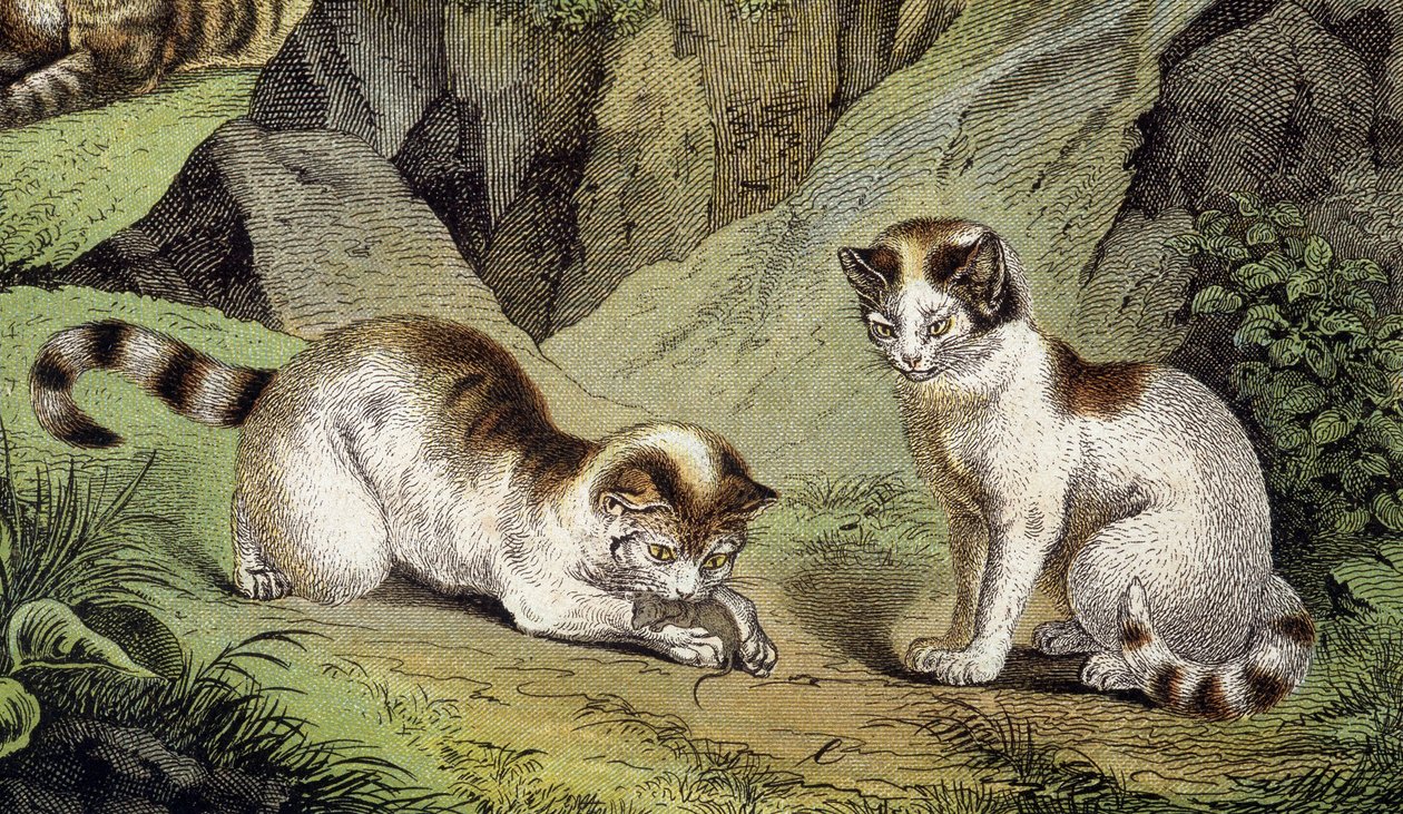 Zwei spielende Katzen (Gravur) von Artist Unknown