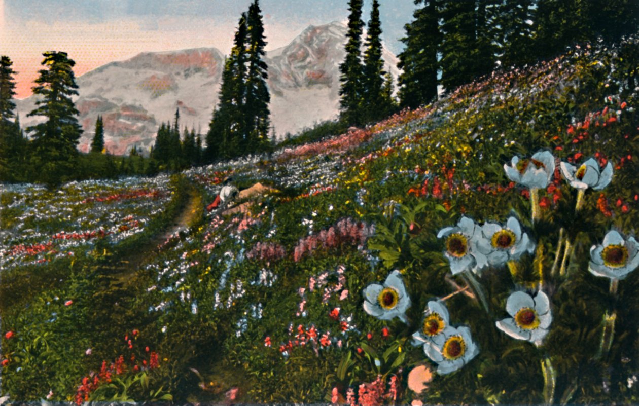 Die Anemone im Mount Rainier Nationalpark, um 1916 von Asahel Curtis