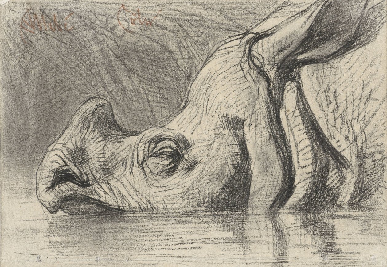Kopf eines Nashorns, halb im Wasser von August Allebe