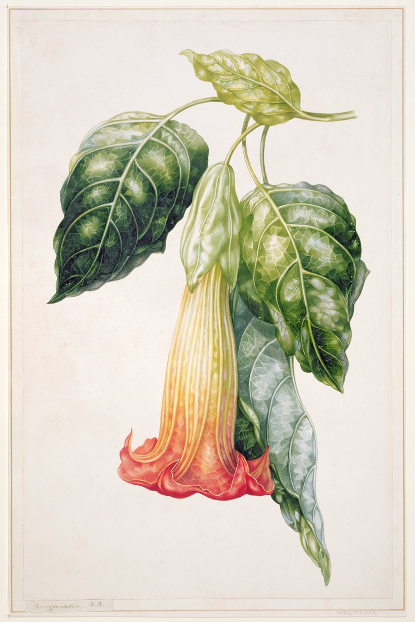Stechapfelblume aus Ecuador, Datura rosei