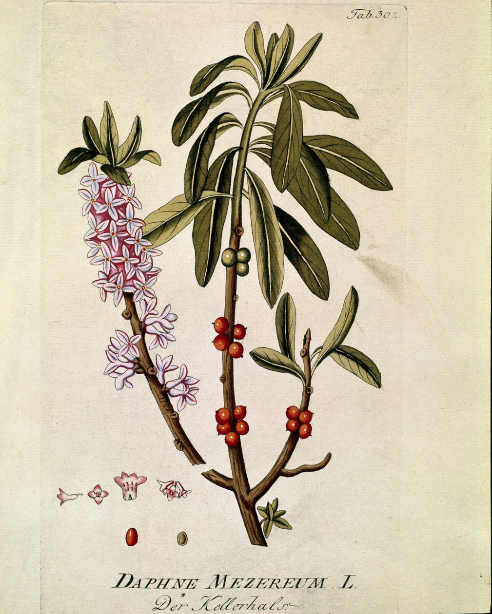 Botanisch: Bois-joli (Daphne mezereum) Tafel aus Medicinalium secundum Linnaei digestarum von Joseph Jacobi Plenck (1735-1807) 1788-1803 Private Sammlung von Austrian School