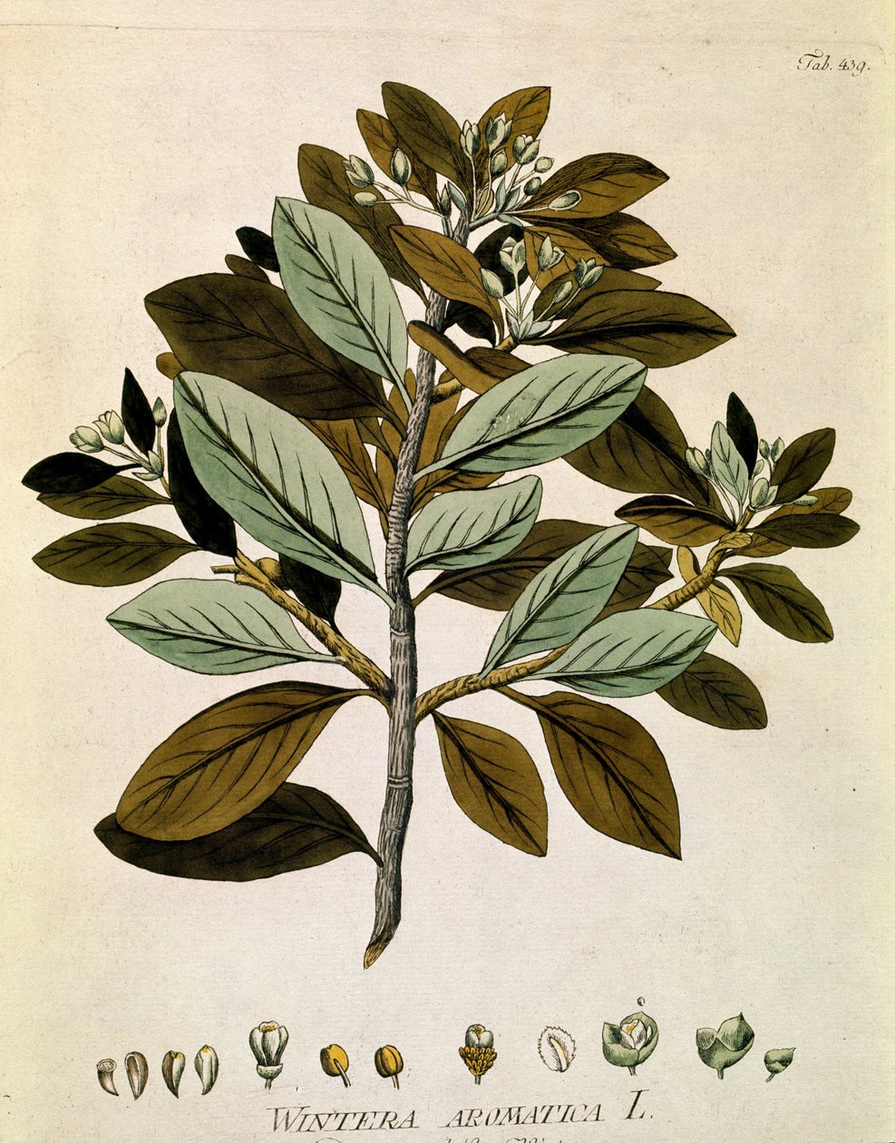 Botanik: „Winterrinde“ (Wintera aromatica) Tafel aus „Medicinalium secundum Linnaei digestarum“ von Joseph Jacobi Plenck (1735-1807) 1788-1803 Privatsammlung von Austrian School