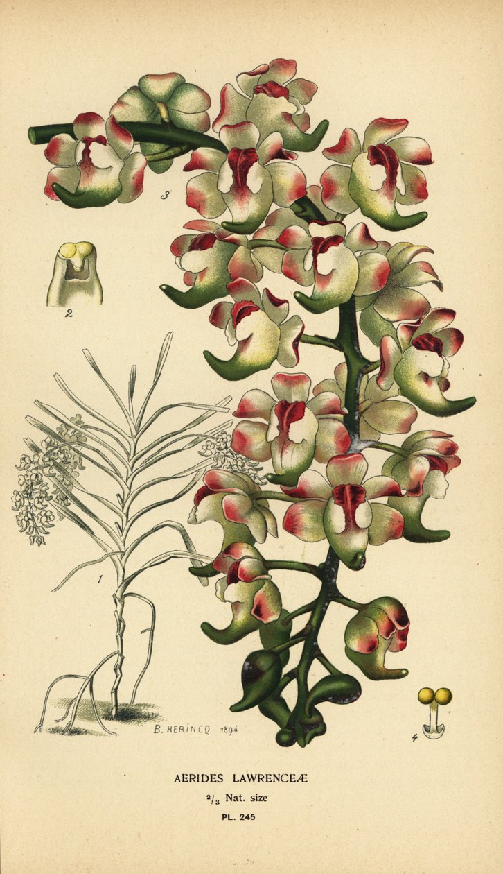 Aerides lawrenceae Orchidee. Gefährdet. Chromolithographie nach einer Illustration von B. Herincq aus Edward Step