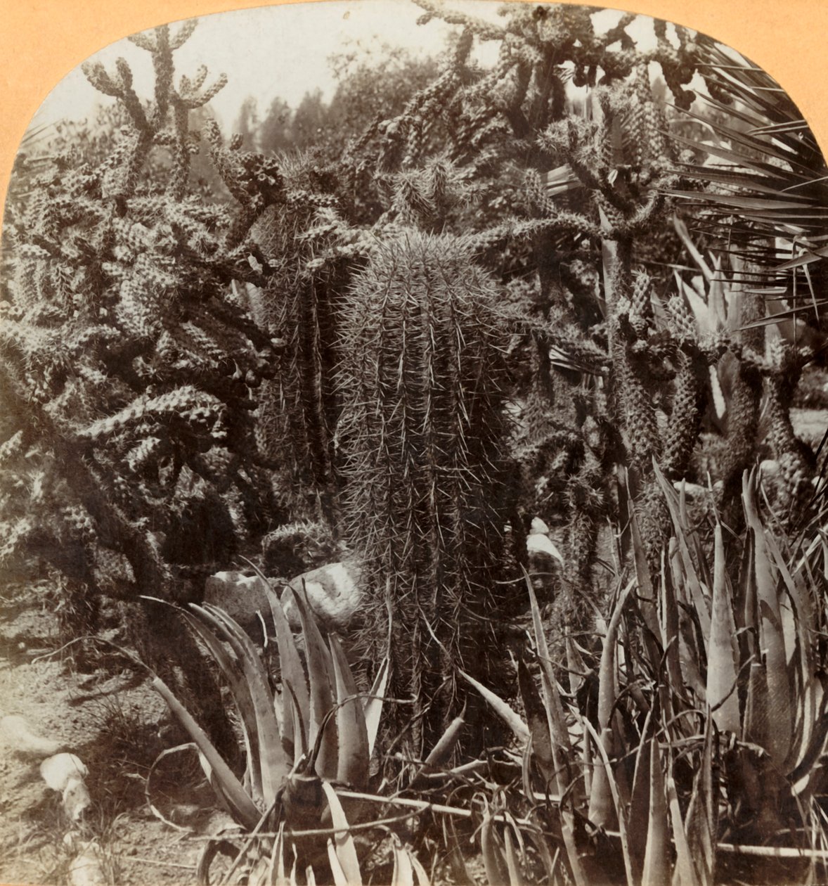 Kakteengarten, Cragin Place, Lake Worth, Florida, ca. 1900 von B. L. Singley