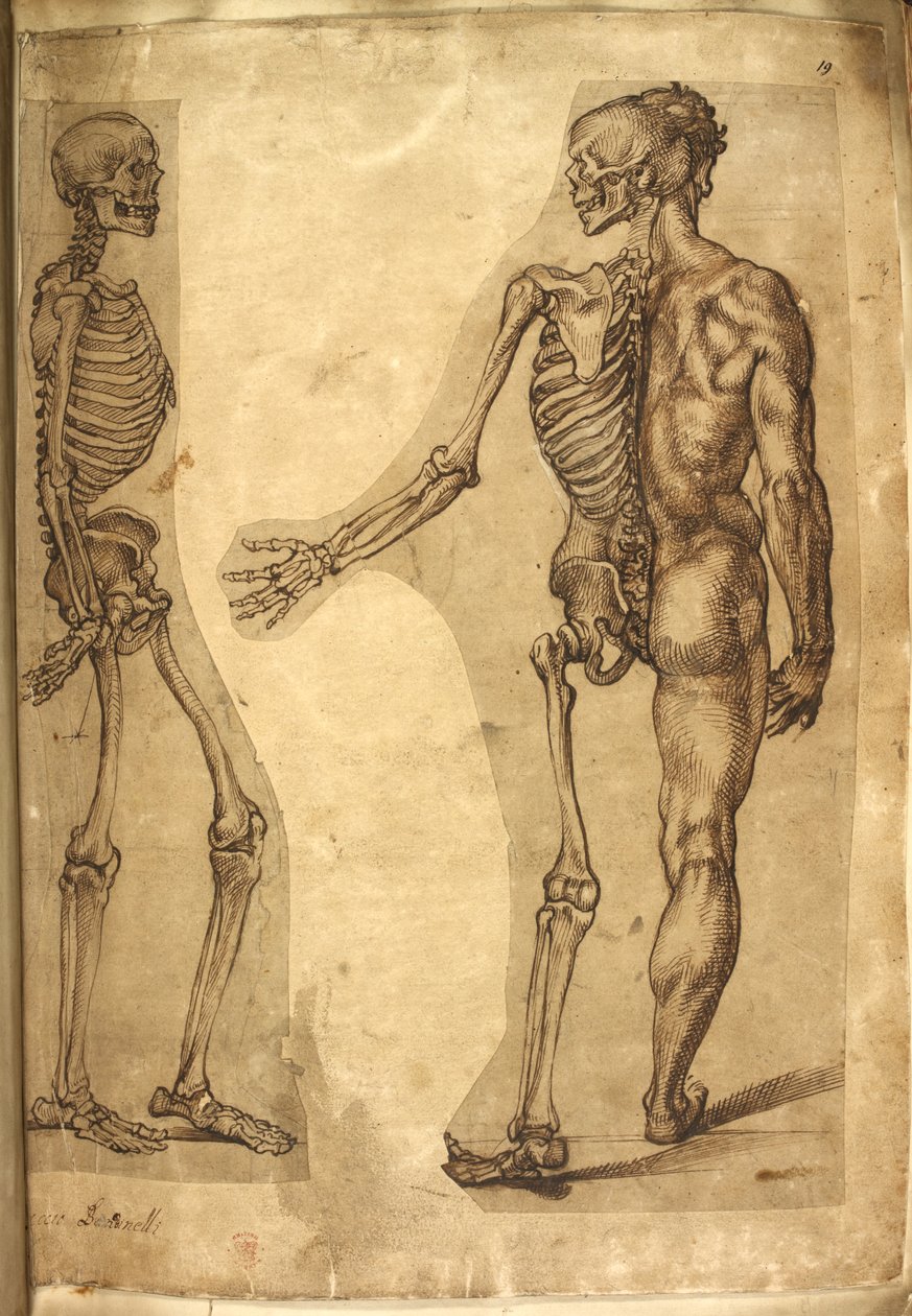 Menschliches Skelett und Halbfigur, aus 