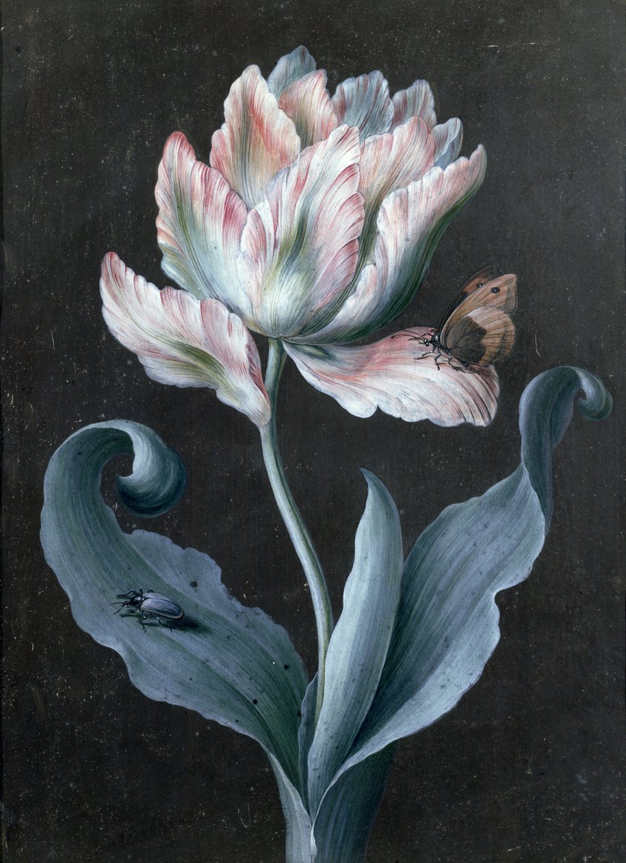 Papageientulpe mit Schmetterling und Käfer von Barbara Regina Dietzsch