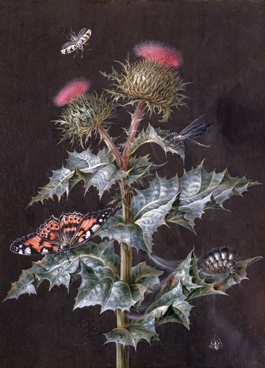 Studie einer Distel mit Insekten von Barbara Regina Dietzsch