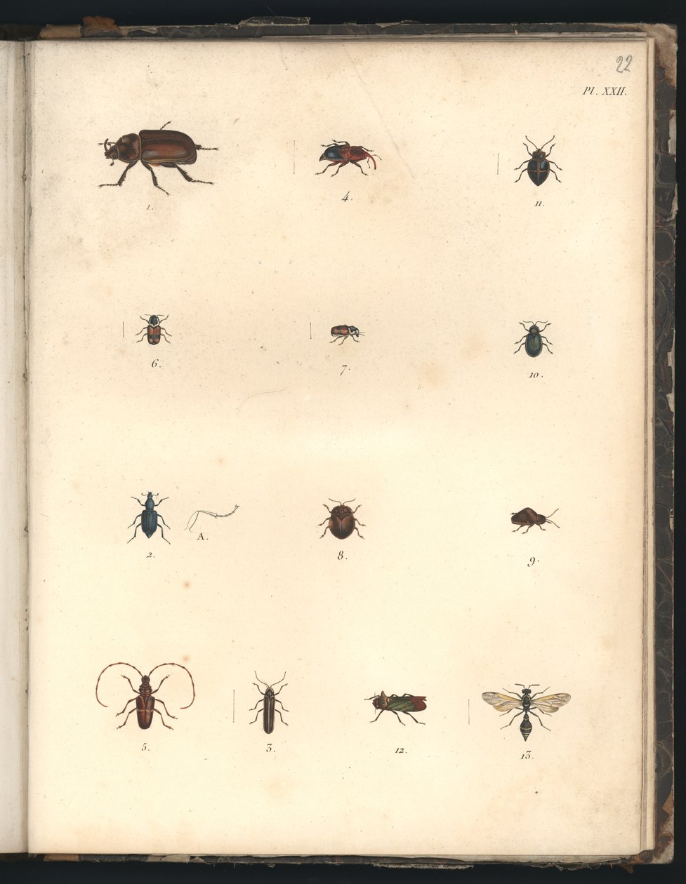 Käfer und Wespen, Pl.XXII, Illustration aus 