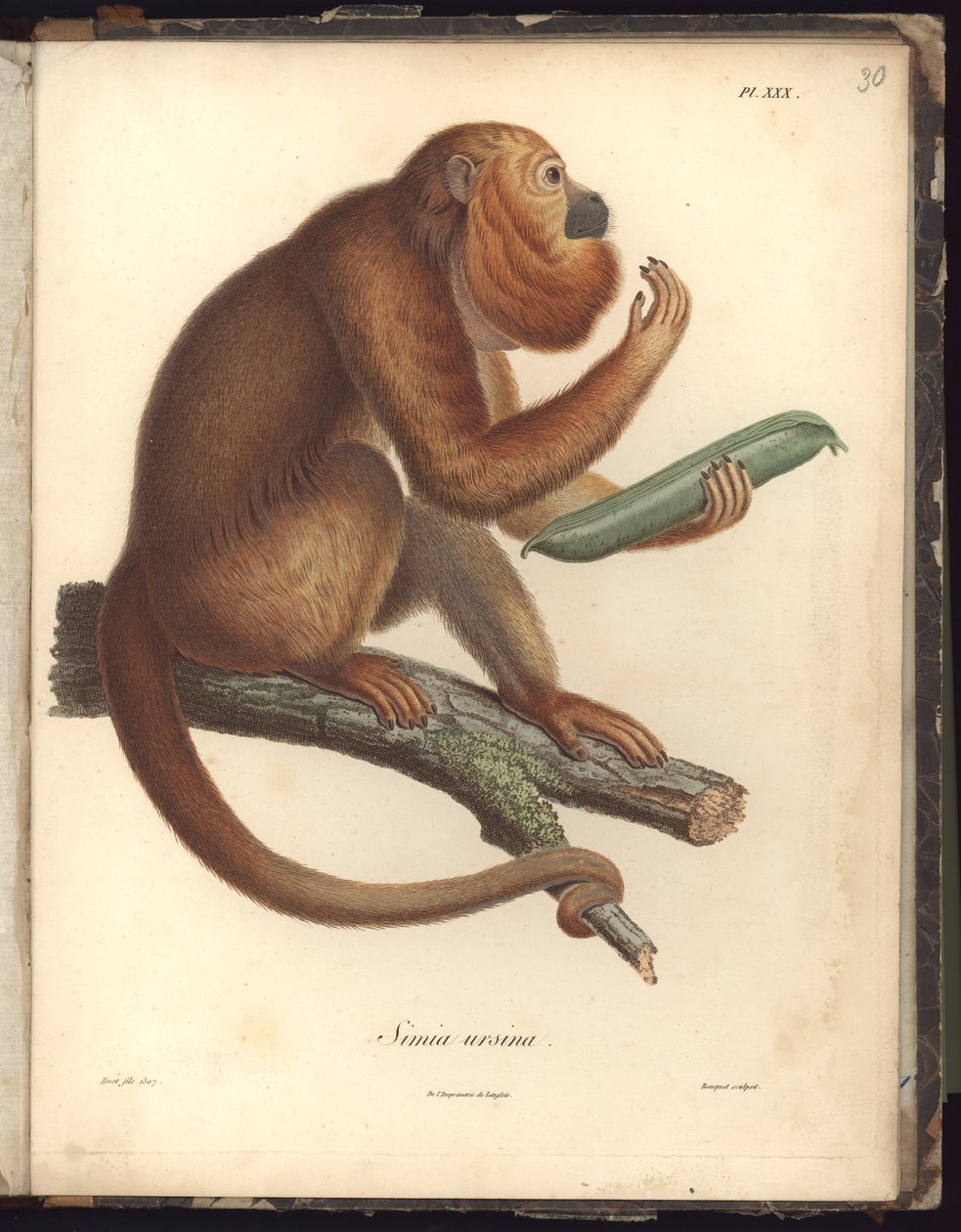 Simia ursina, Pl.XXX, Illustration aus Recueil d
