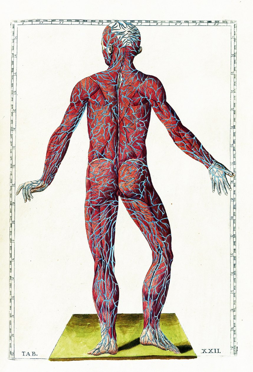 Tabulae anatomicae von Bartolomeo Eustachi: Kunstdruck