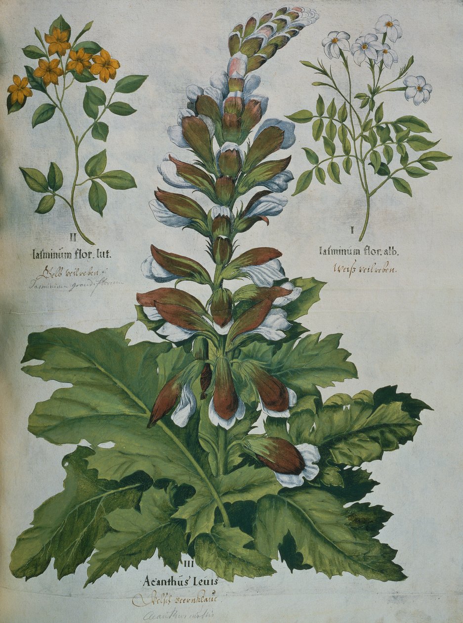 Ein Blatt aus Beslers Hortus Eystettensis von Basilius Besler