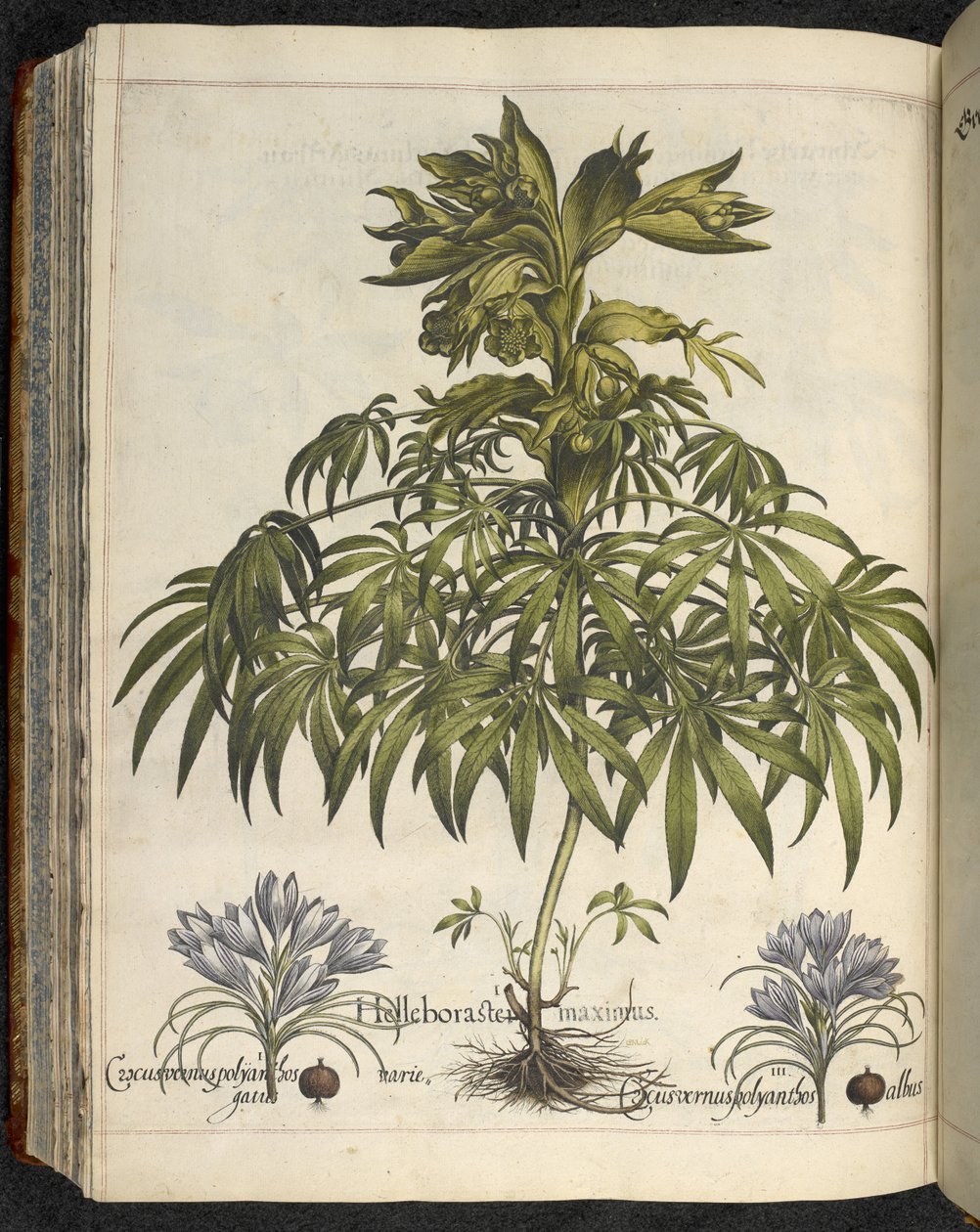 Helleborus, Illustration aus 