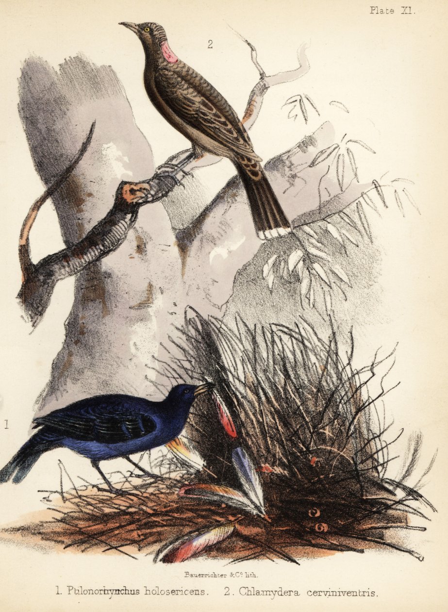 Satin- und Fahlbrust-Laubenvögel von Bauerrichter