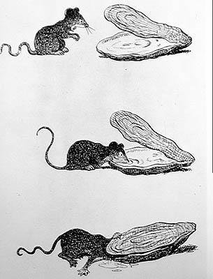 Die Ratte und die Auster (Gravur, 20. Jahrhundert) von Benjamin (after) Rabier