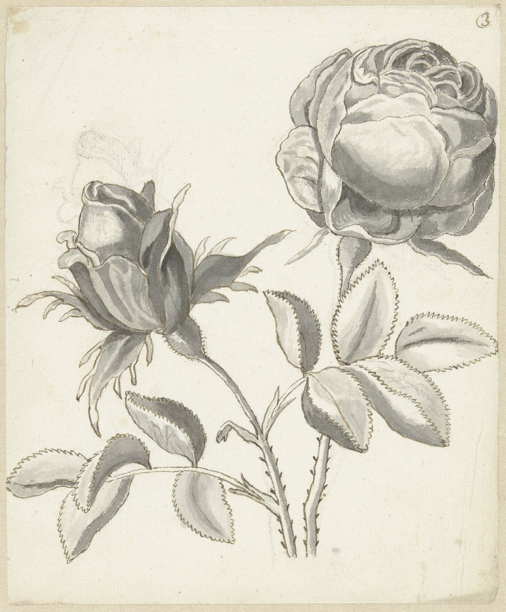 Zwei Rosen von Bernard Picart: hochwertiger Kunstdruck