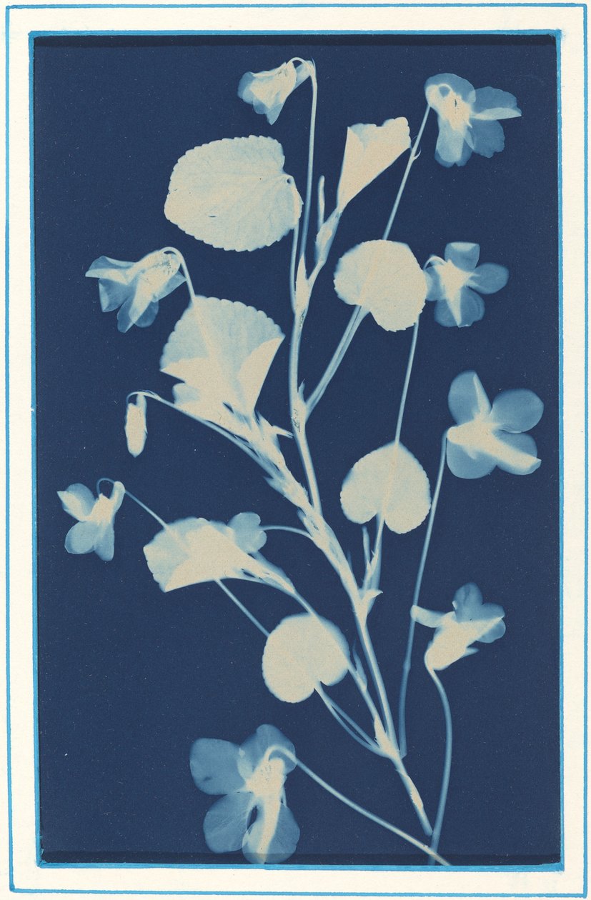 Ohne Titel, ca. 1900 von Bertha Evelyn Jacques