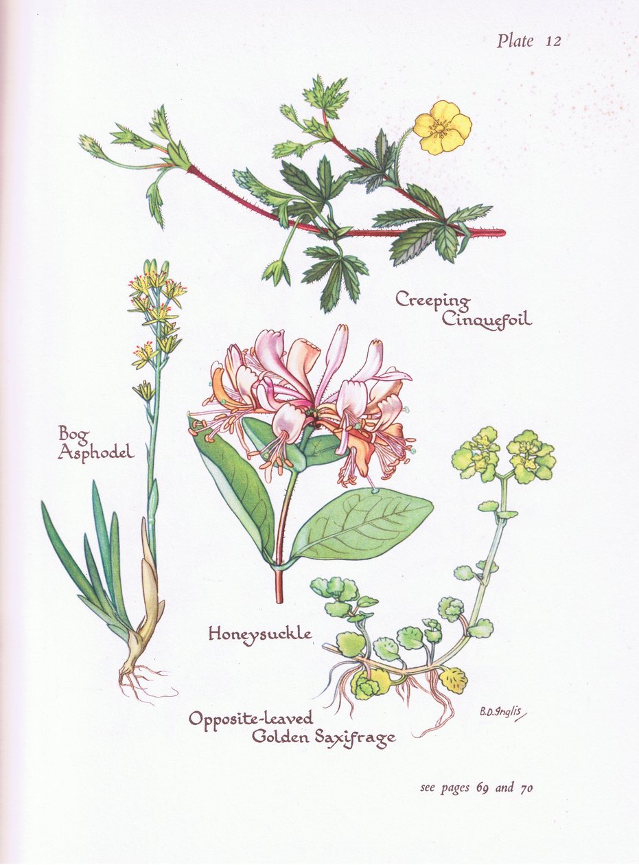Kriechendes Fingerkraut, Moorlilie, Geißblatt, Gegenblättriger Goldhafer von Bessie D. Inglis